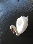 SX25760 Mute swan (Cygnus olor) in Cardiff Bay.jpg